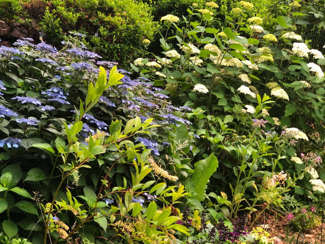 close up of two hydrangeas, one blue and one white