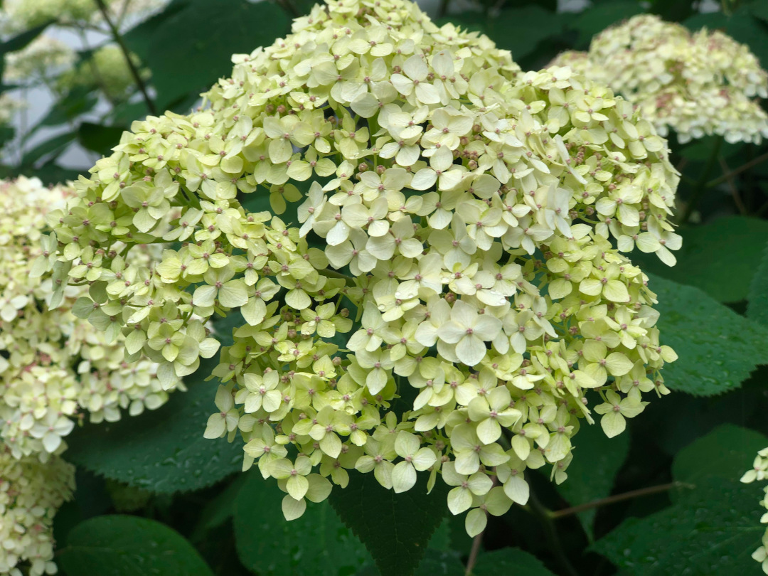 close up of cream colored smooth hydrangea flowers