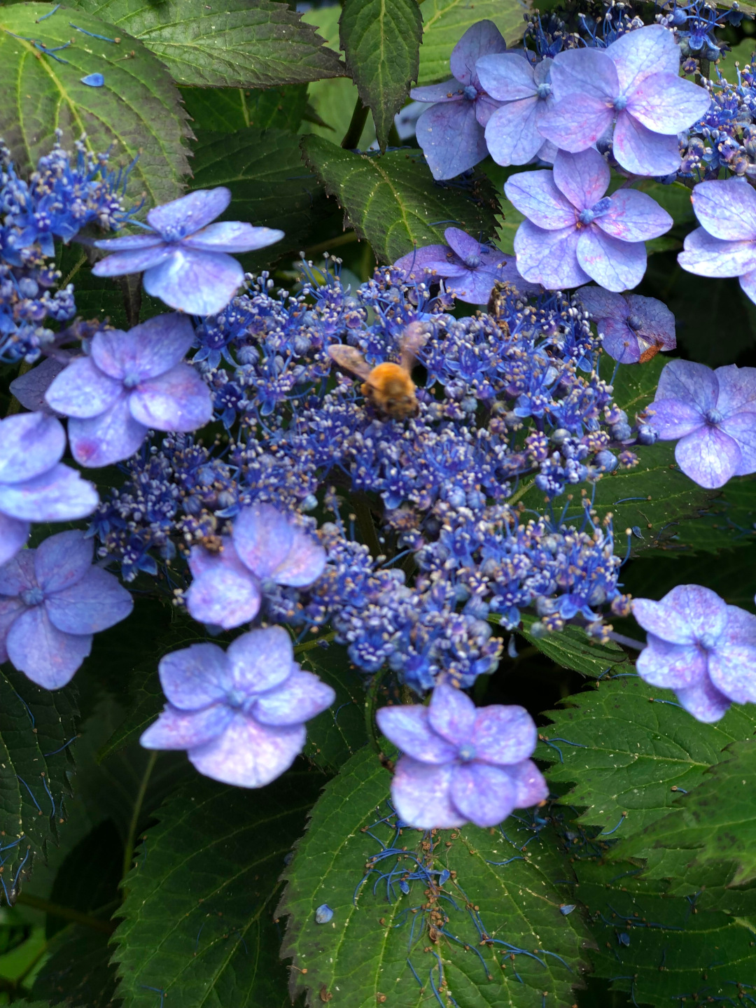 close up of bee on blue hydrangea bloom