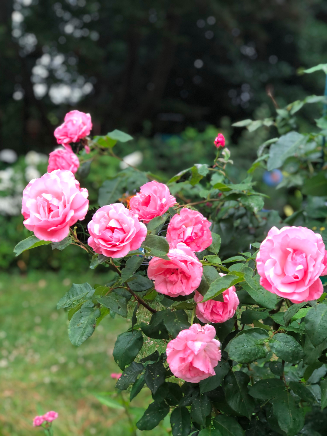 close up of bright pink roses