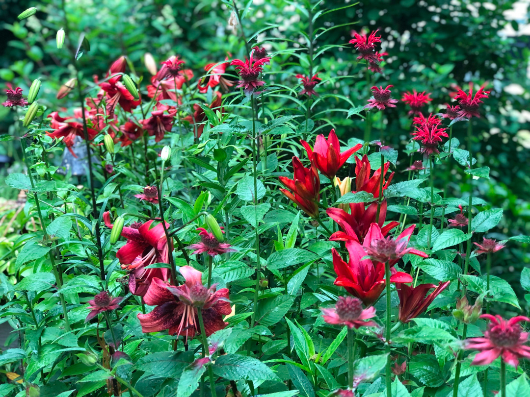 close up of bright red lilies and bee balm flowers