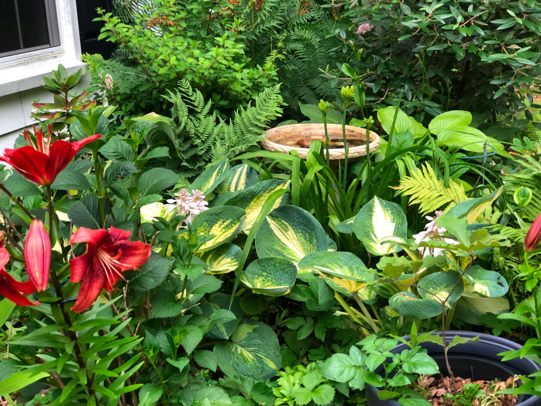 red lilies amongst various green foliage plants