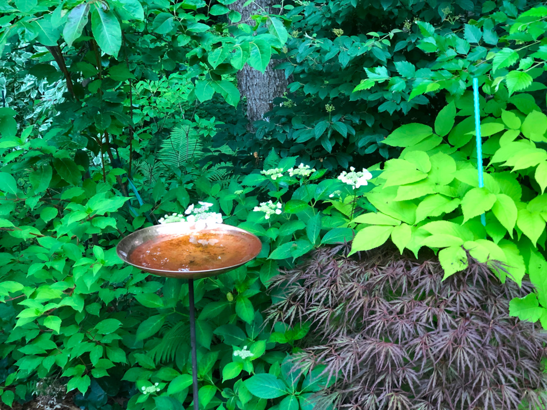 colorful foliage plants around a small birdbath