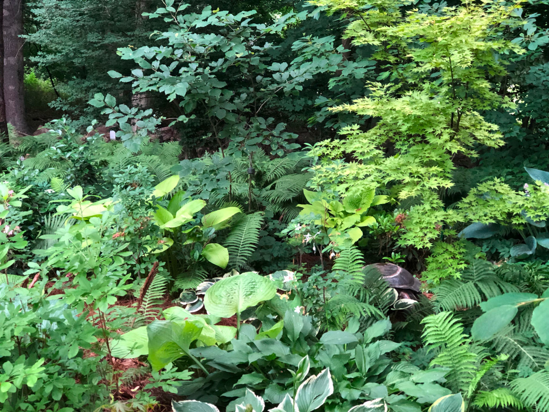 shade with green foliage in various shades, shapes and textures