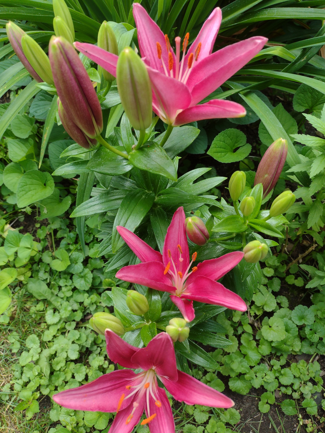 close up of deep pink Tiny Pearl lilies