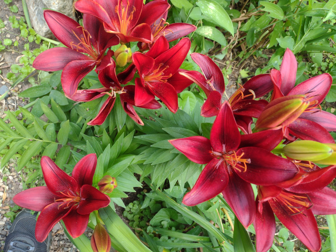 close up of red Tiny Rocket lilies