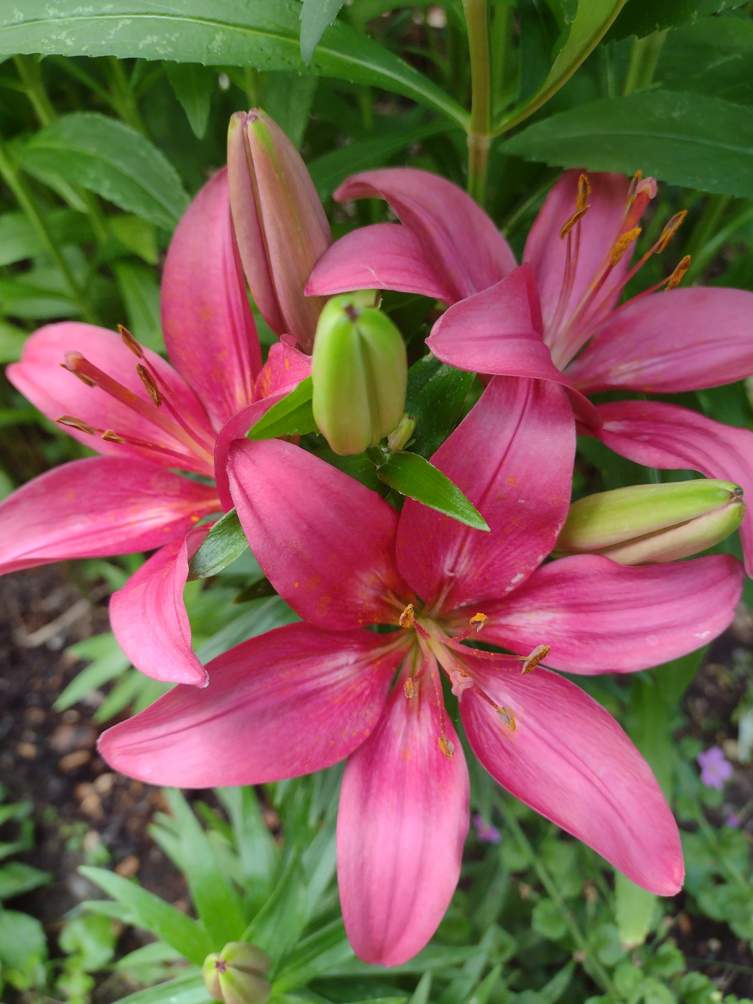 close up of pink lily blooms