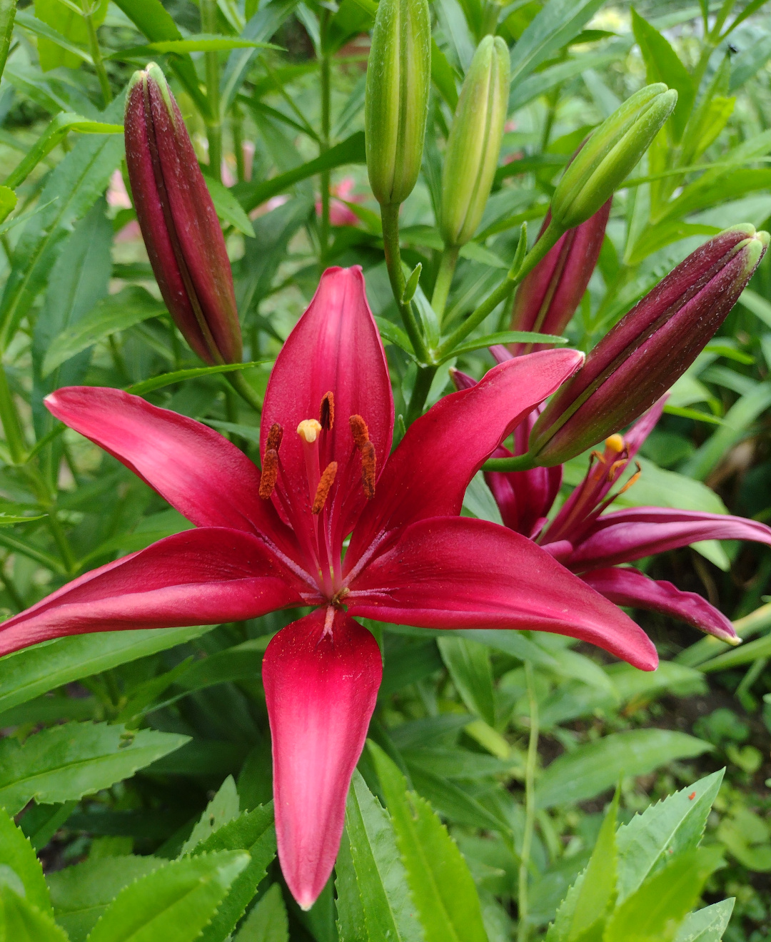 close up of deep red lily