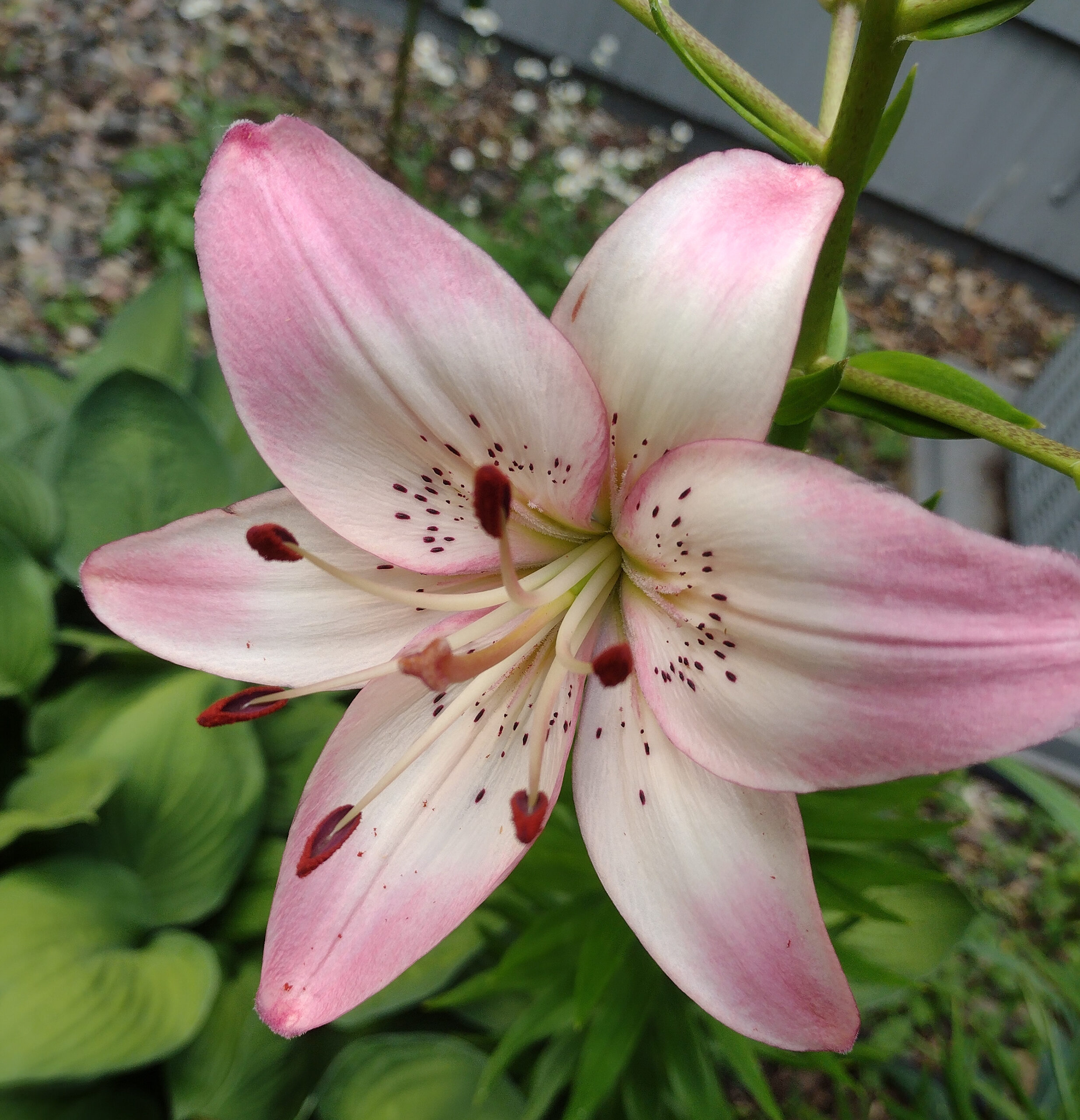 close up of light pink and white Rosellas Dream lily