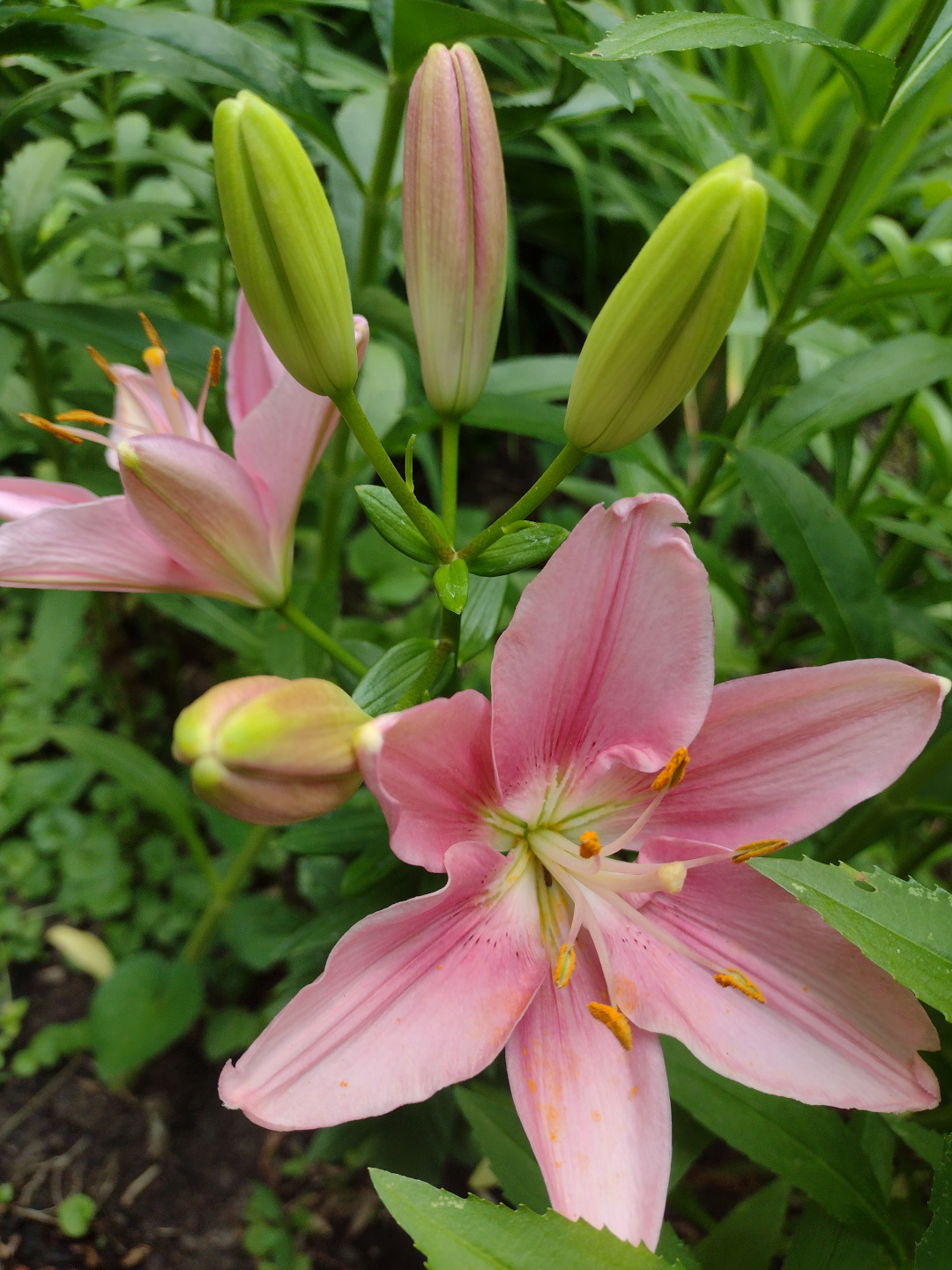 close up of light pink Foxtrot lily