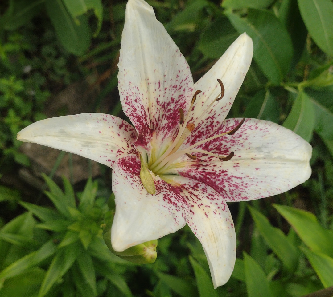 close up of Netties Pride white lily with deep pink spots in center