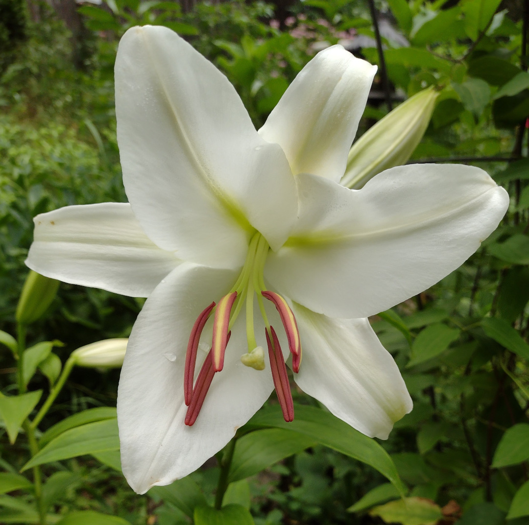 close up of white Casa Blanca oriental lily