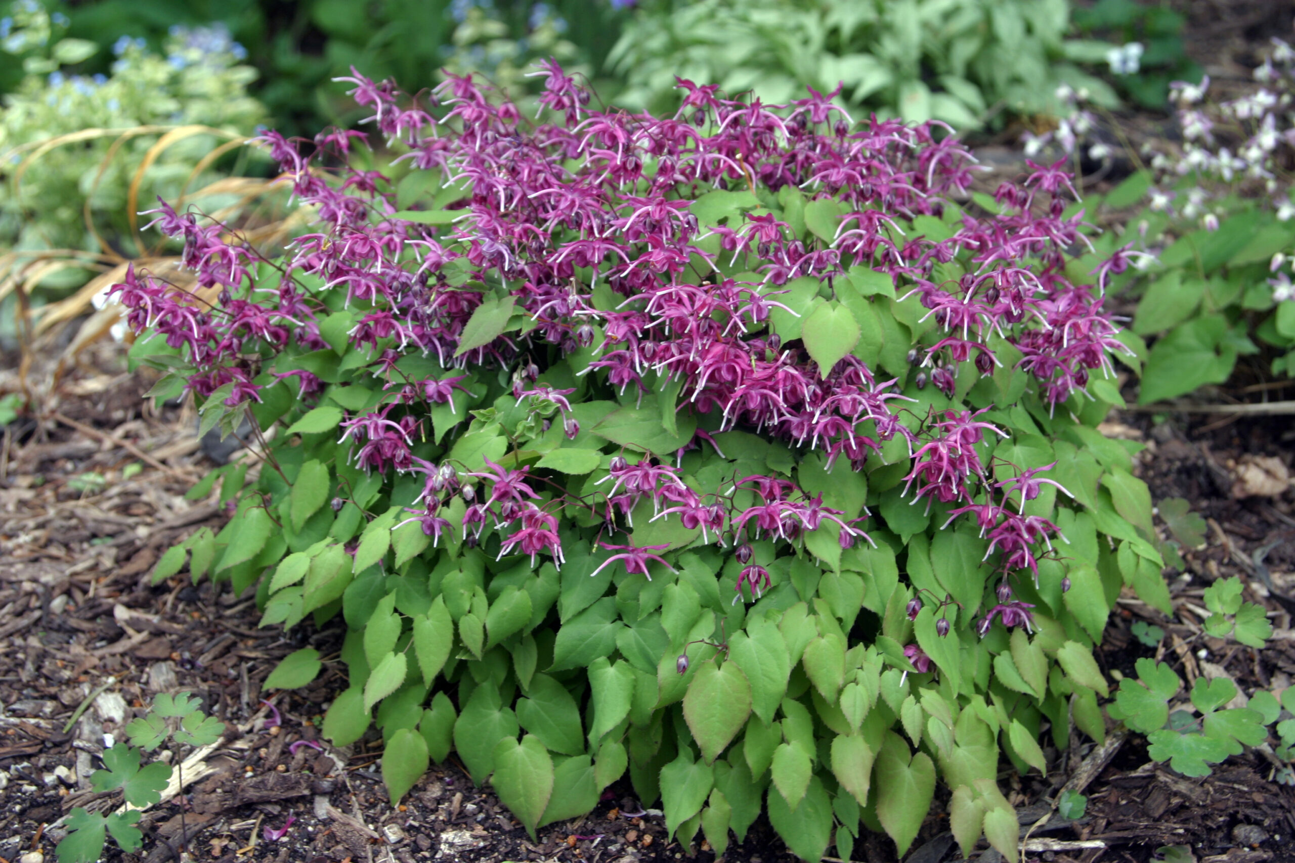 ‘Lilafee’epimedium (credit: Ed Lyon)