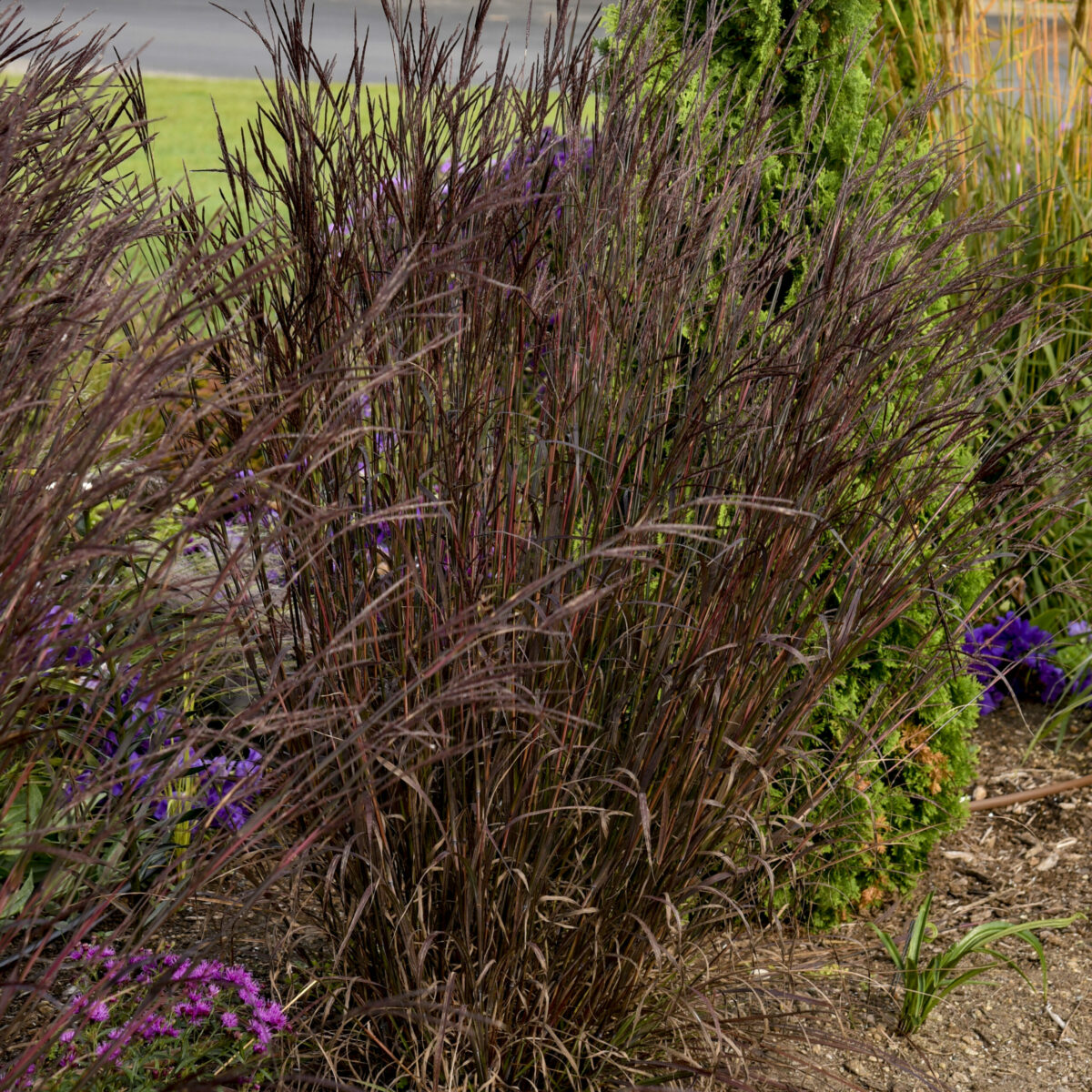 ‘Blackhawks’ big blue stem (credit: Walters Gardens, Inc.)