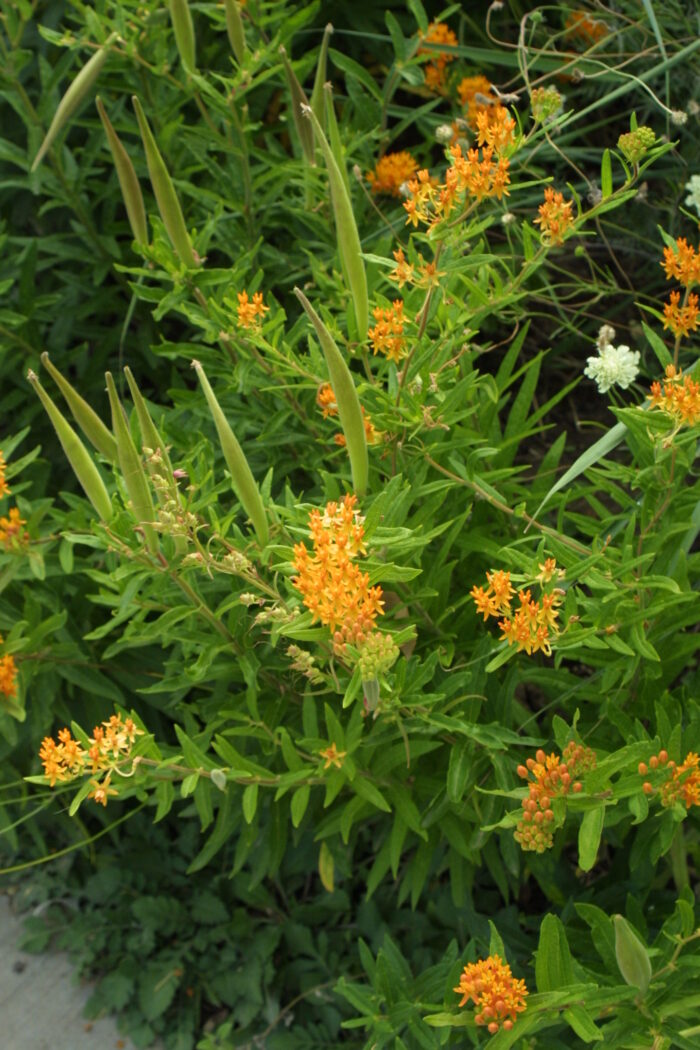 Butterfly weed 