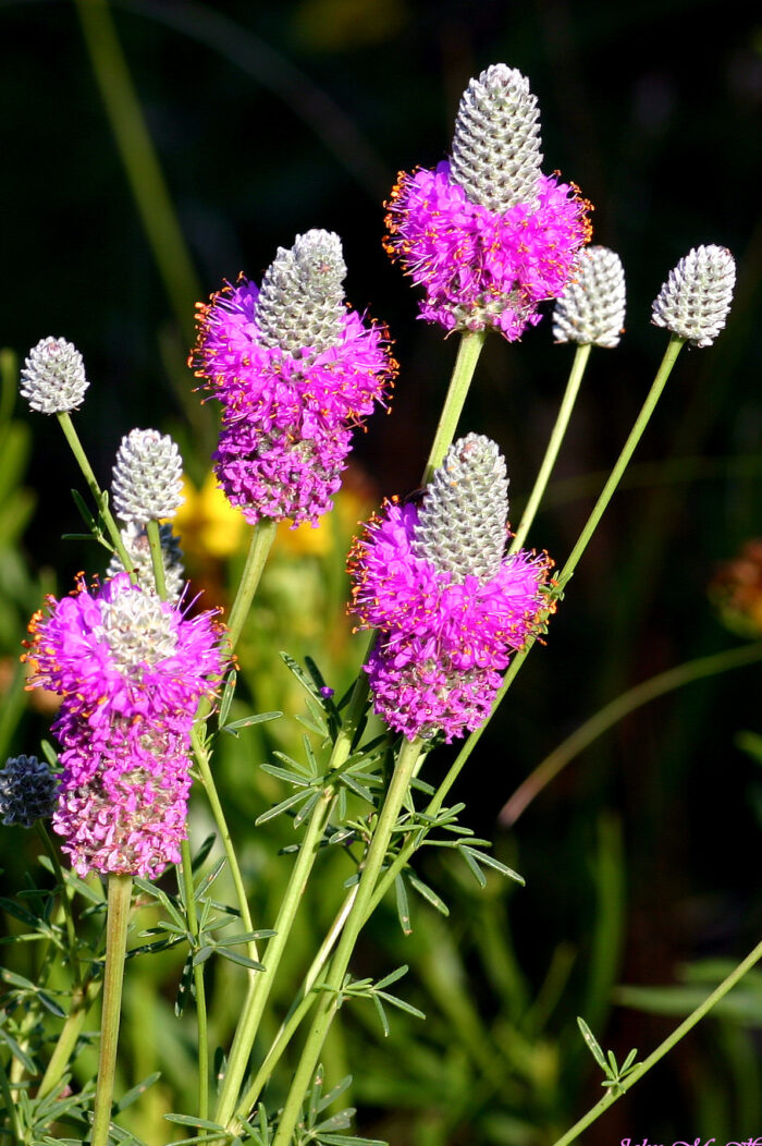 Purple prairie clover (credit: millettephotomedia.com)