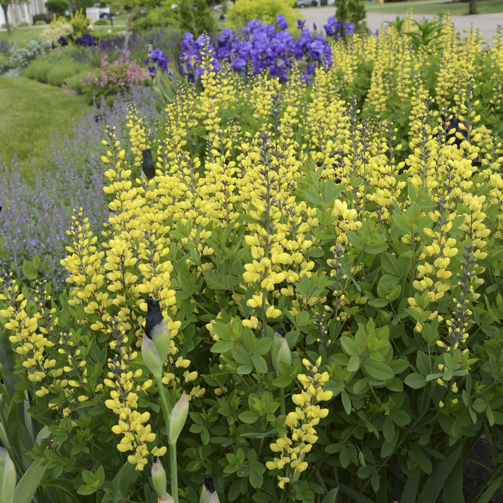 ‘Blackhawks’ big blue stem (credit: Walters Gardens, Inc.)