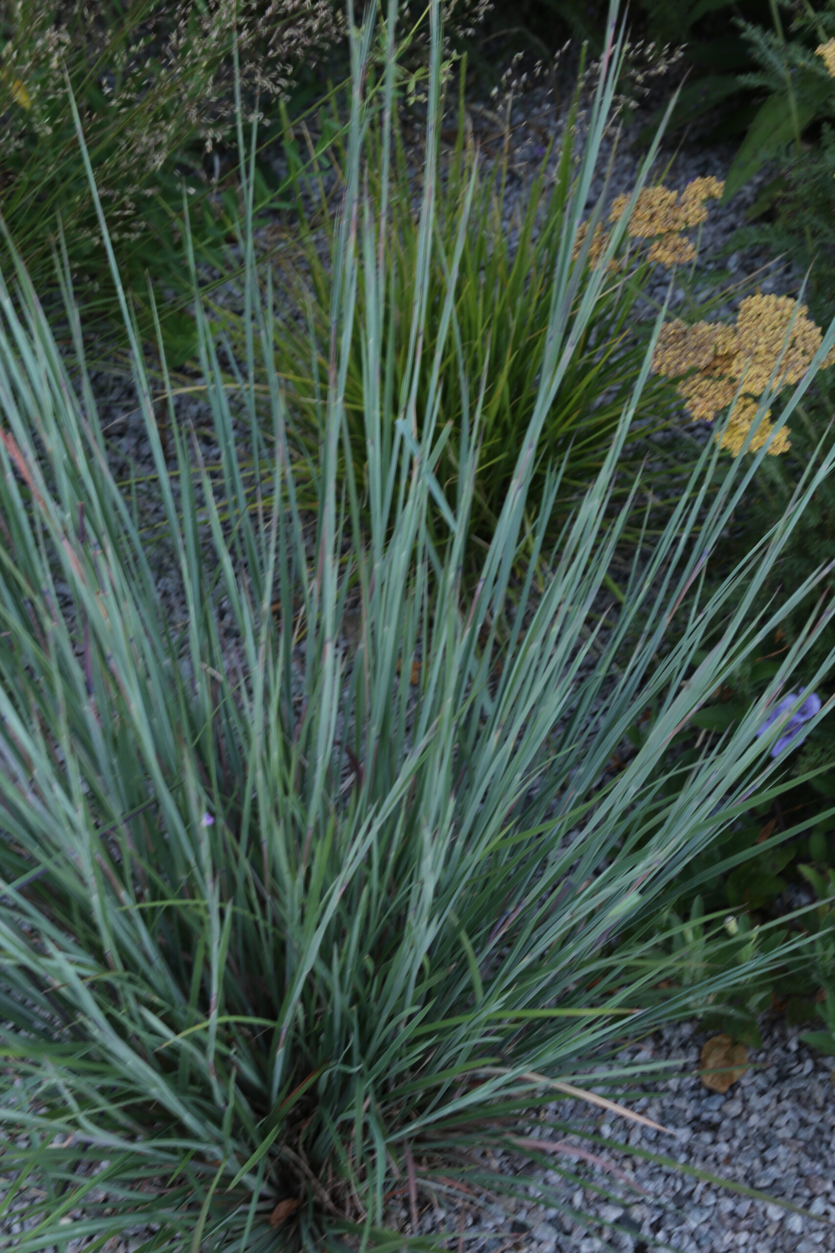 'Blue Paradise' Small Bluestem (Credit: Walters Gardens, Inc.)