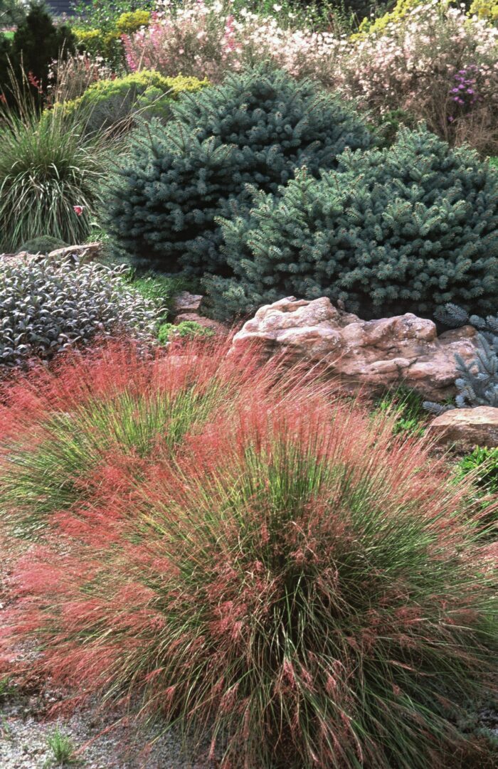 Undaunted® ruby muhly grass