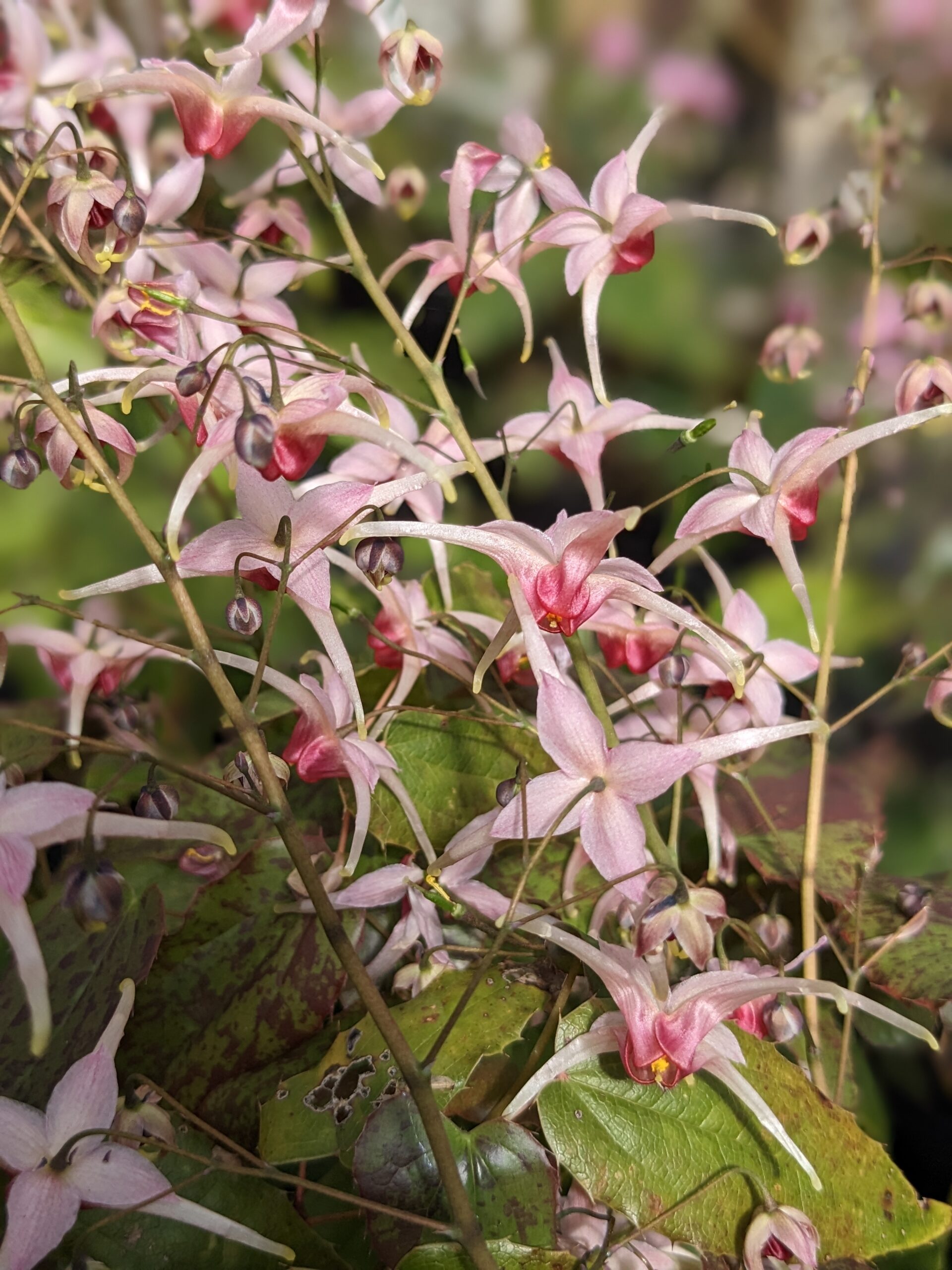 'Pink Champagne' epimedium 