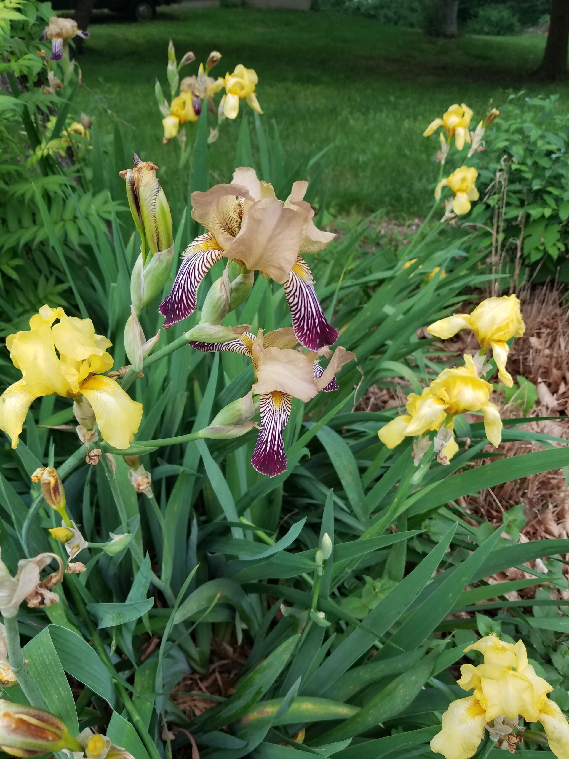 Carol’s no-name bearded irises 