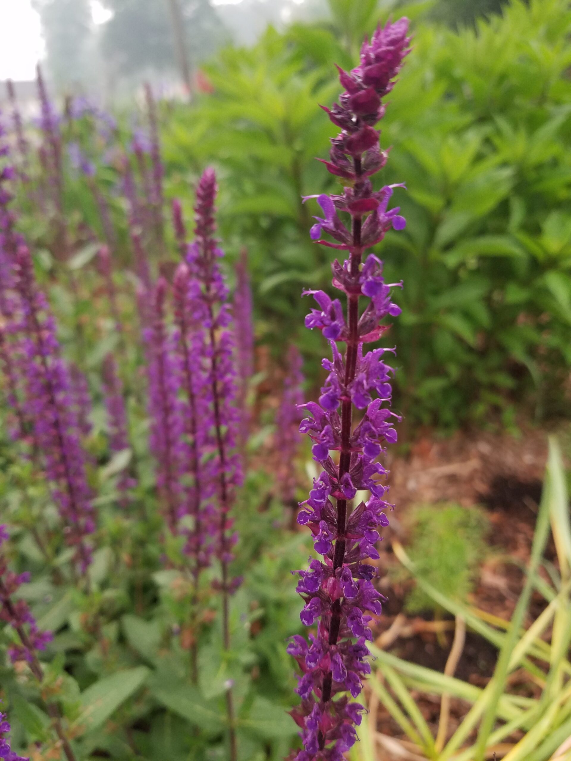 ‘Caradonna’ meadow sage