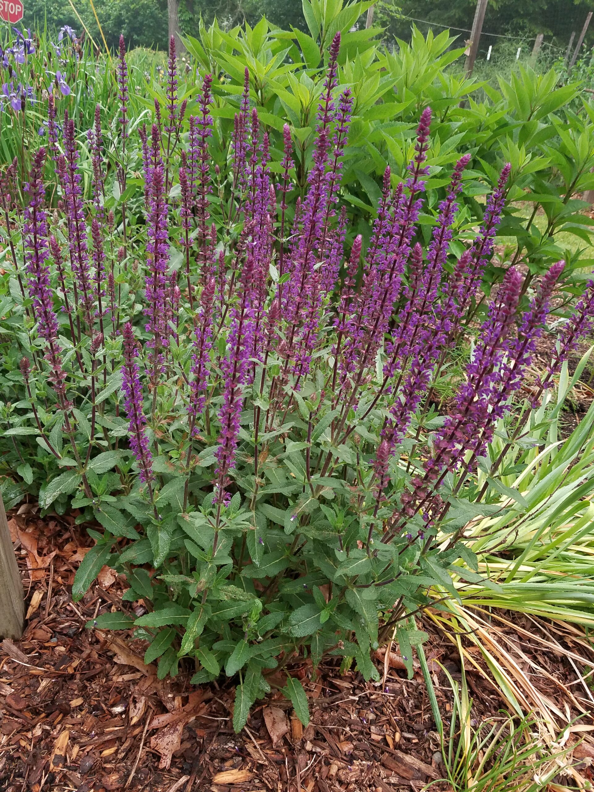 ‘Caradonna’ meadow sage