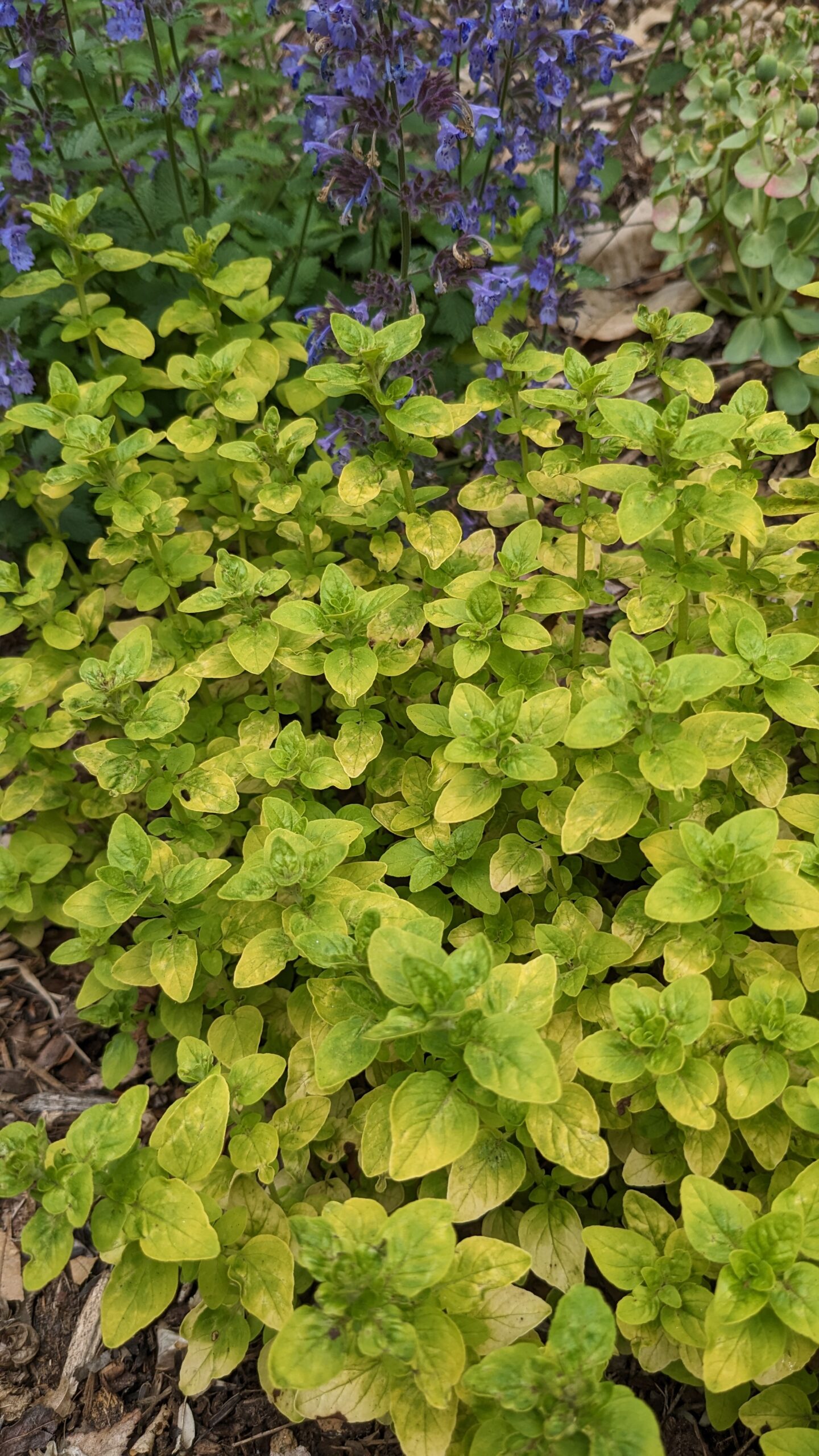 'Drops of Jupiter' oregano 