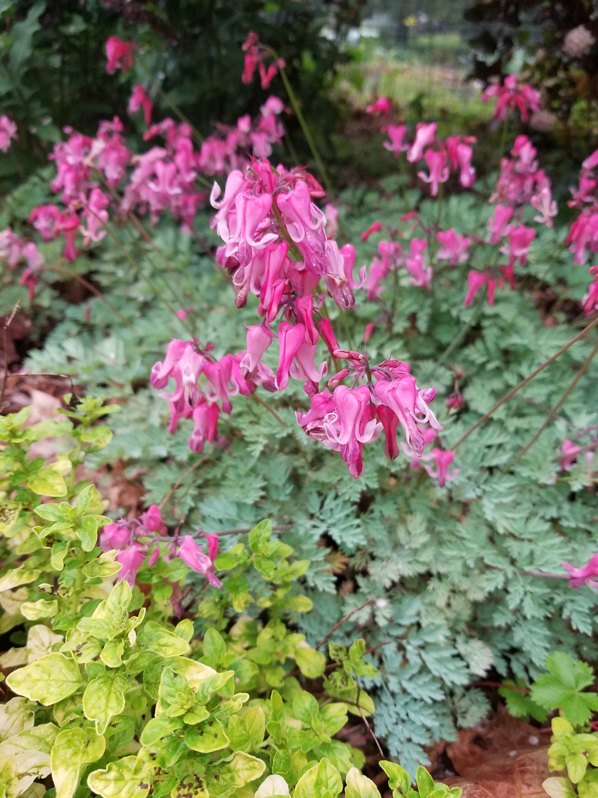 ‘Pink Diamonds’ alpine bleeding heart 