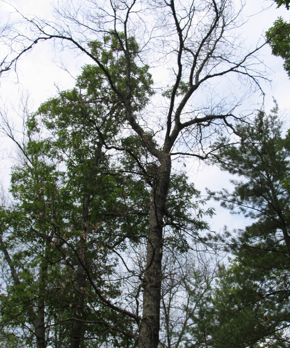 northern red oak after oak wilt infection