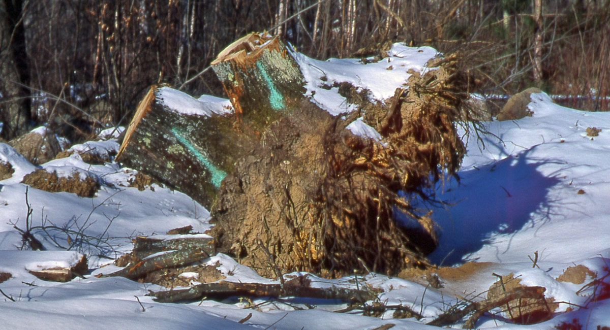 Tocón de árbol que ha muerto debido a la marchitez del roble