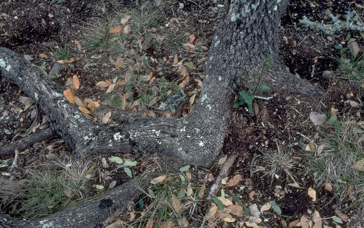 Oak wilt on a live oak root grafting