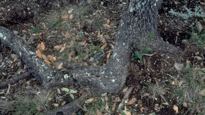 Oak wilt symptoms