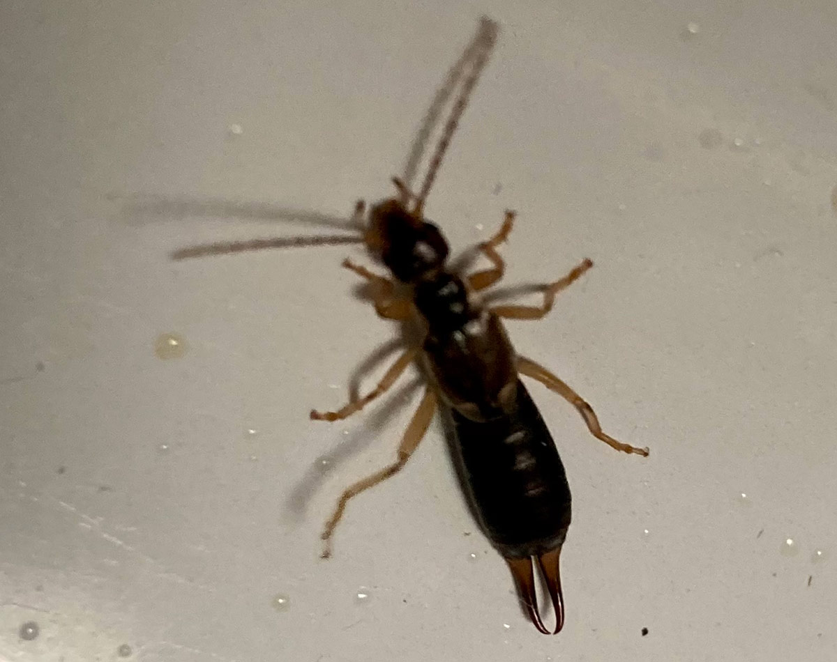 close up of earwig