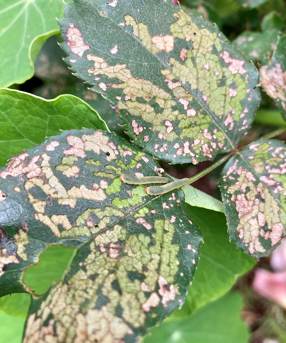 rose-slug damage on leaves