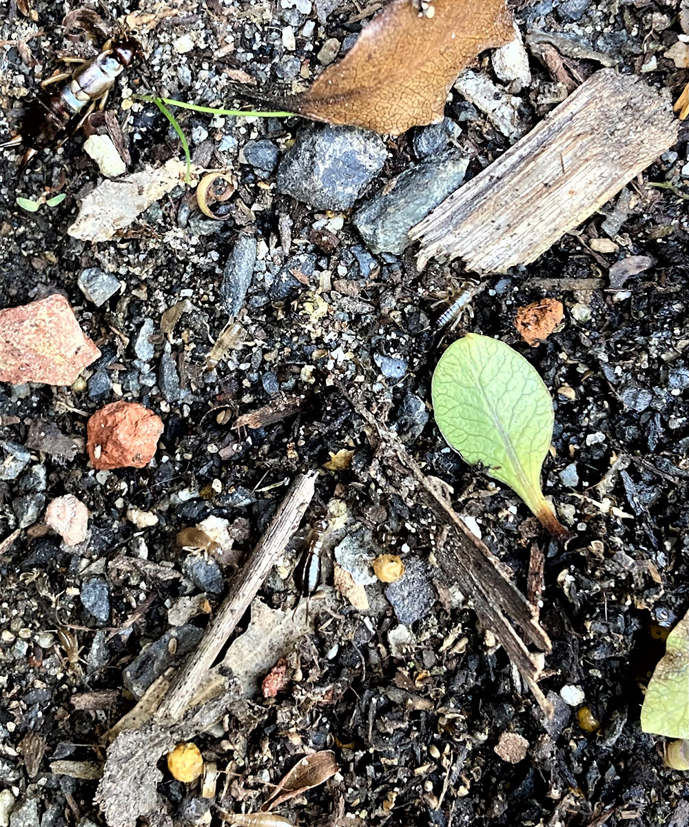 soil covered in garden debris