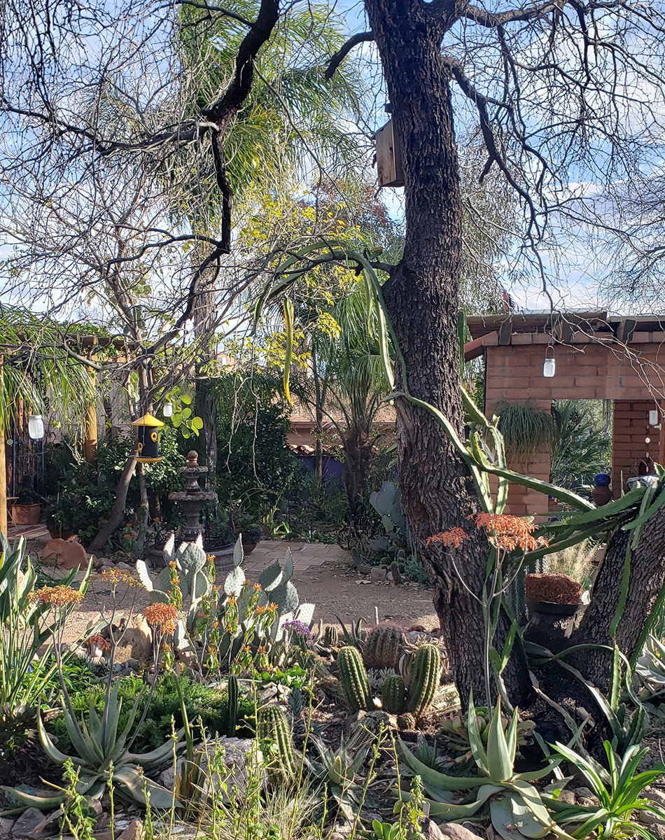 Trees That Create Light Shade in the Southwest - FineGardening