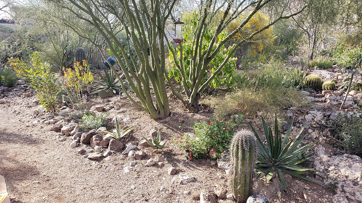 Trees That Create Light Shade in the Southwest - Fine Gardening