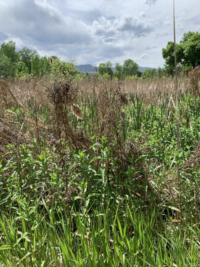 hairy willowherb growing