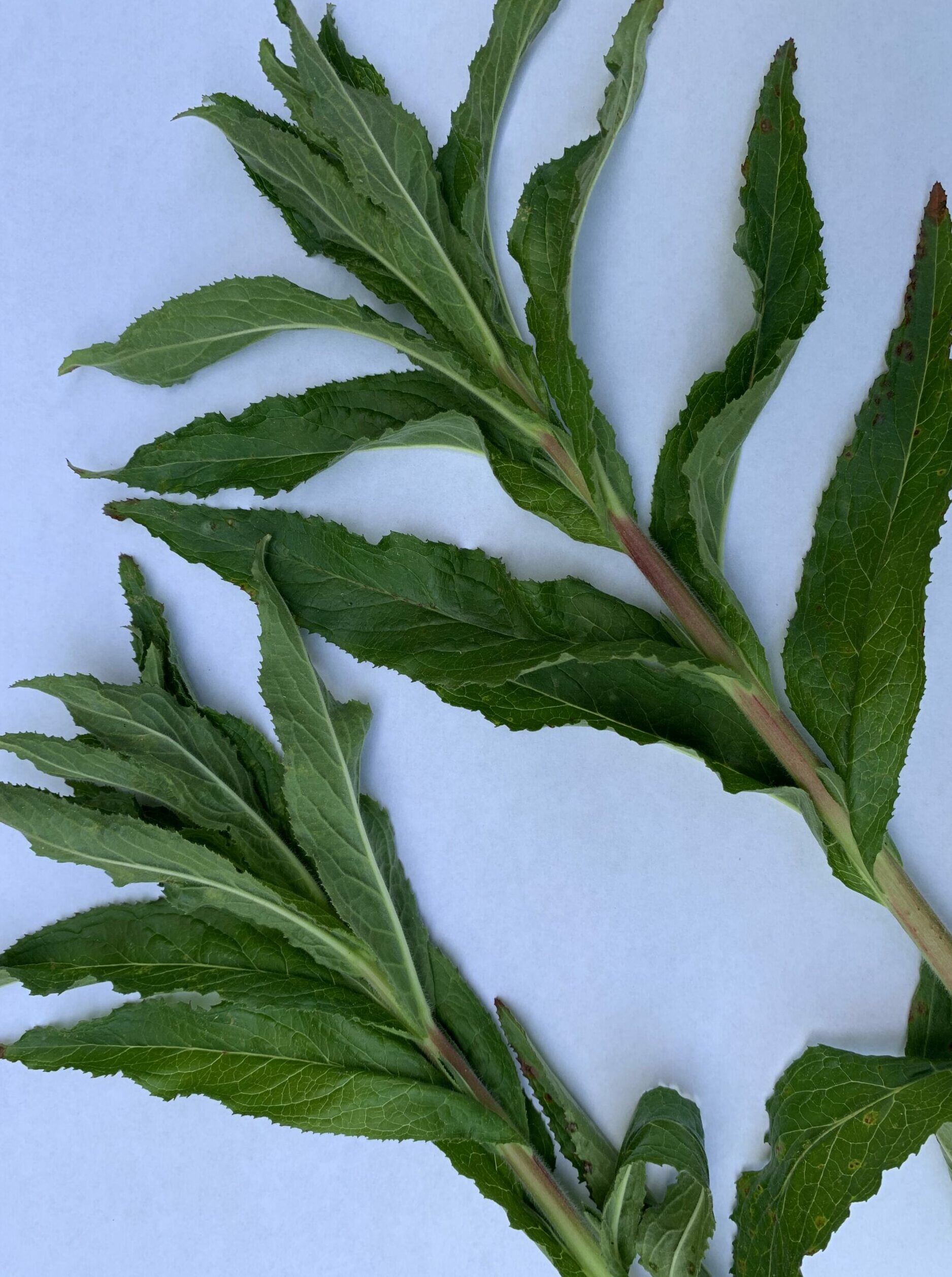 Hairy willow herb plants