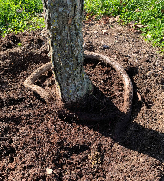 Two Tree-planting Pitfalls To Avoid - Fine Gardening