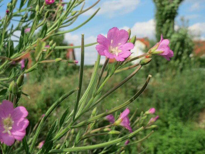 Hairy willowherb plant is invasive in the USA