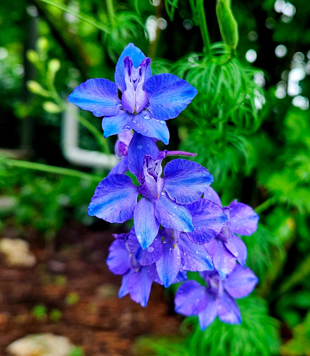 close up of bright blue larkspur flowers