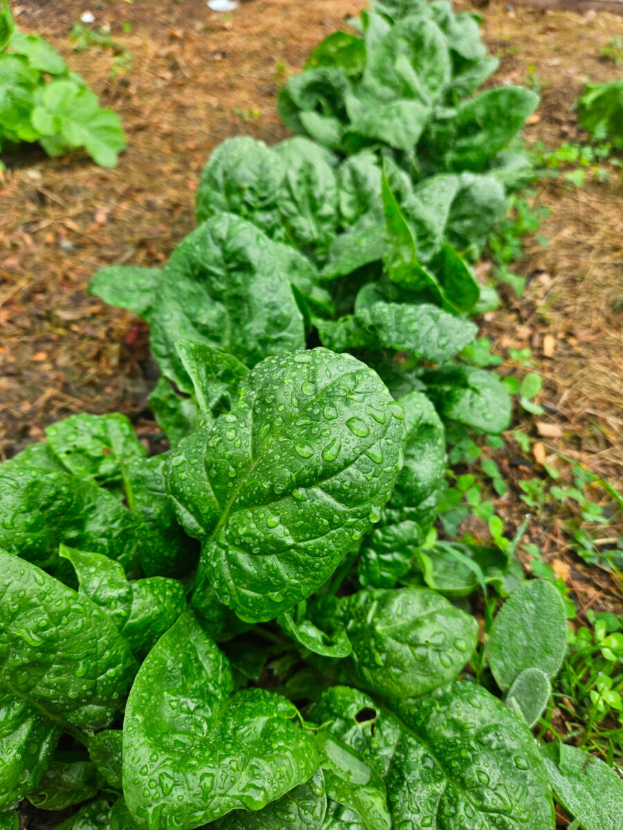 close up of spinach plants ready for harvest