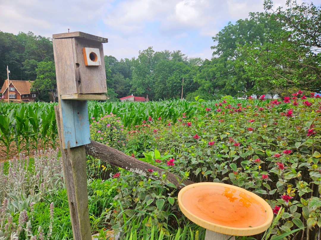 birdhouse and birdbath in front of rows of corn and bee balm