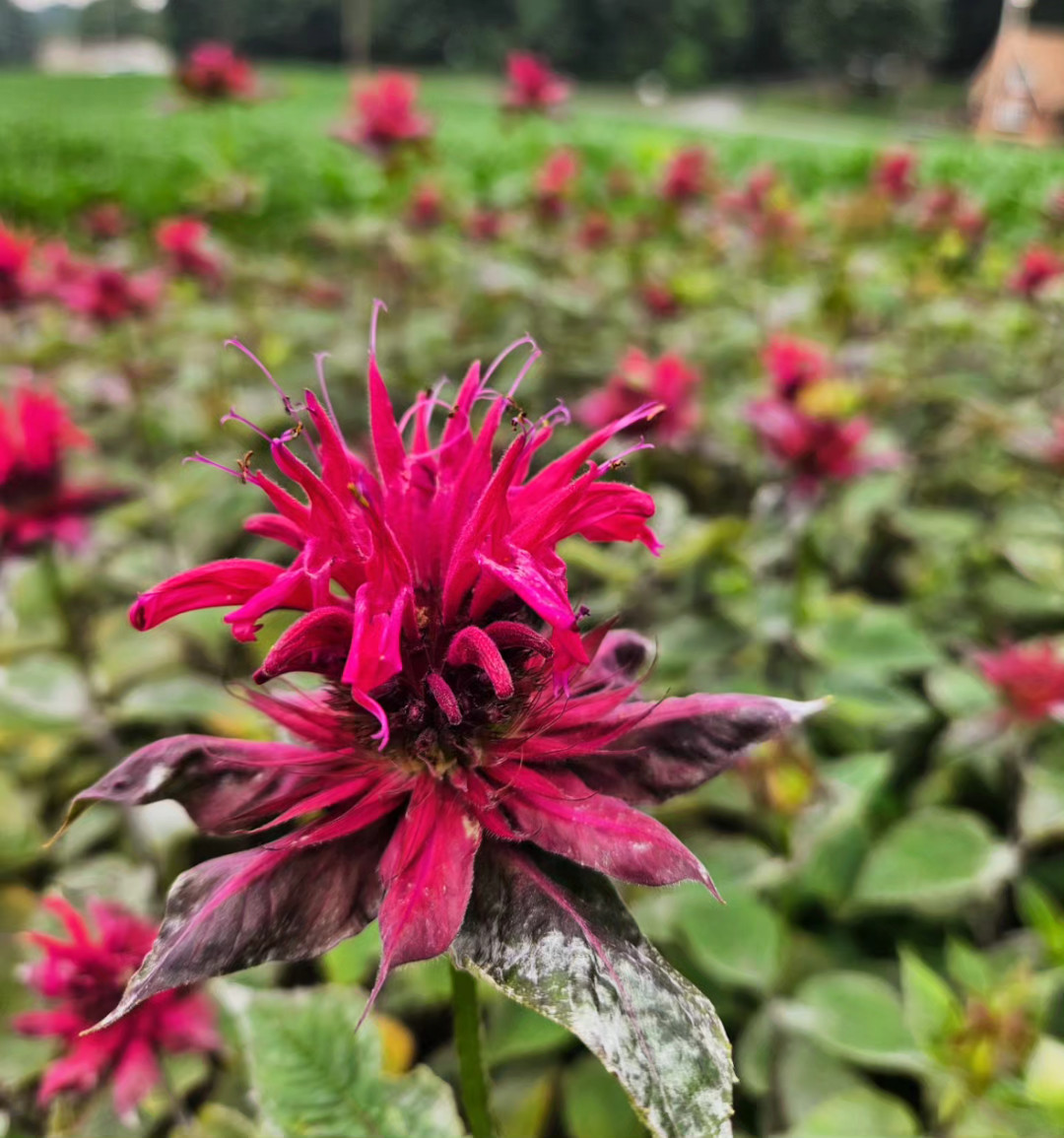 close up of bright pink bee balm flower