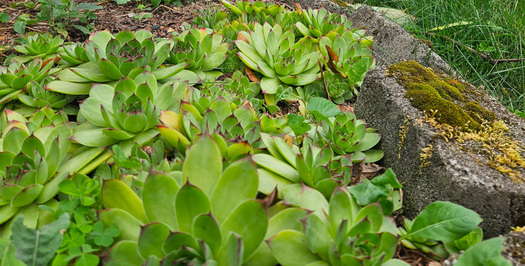 close up of green Hen-and-chicks