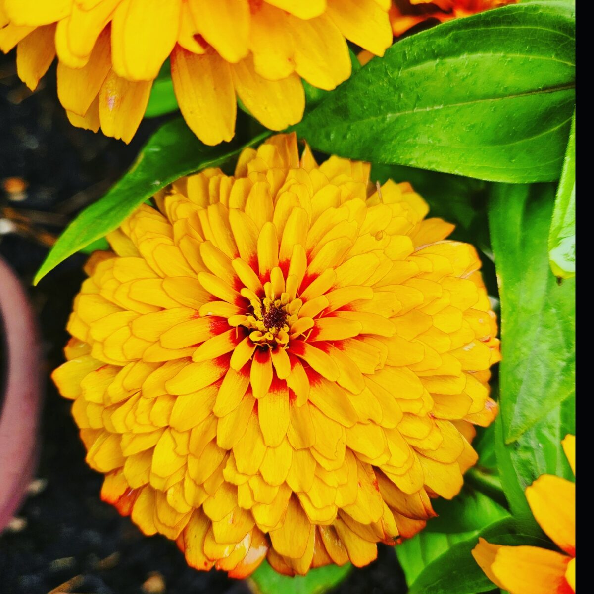 close up of bright yellow zinnia with a little red in the center