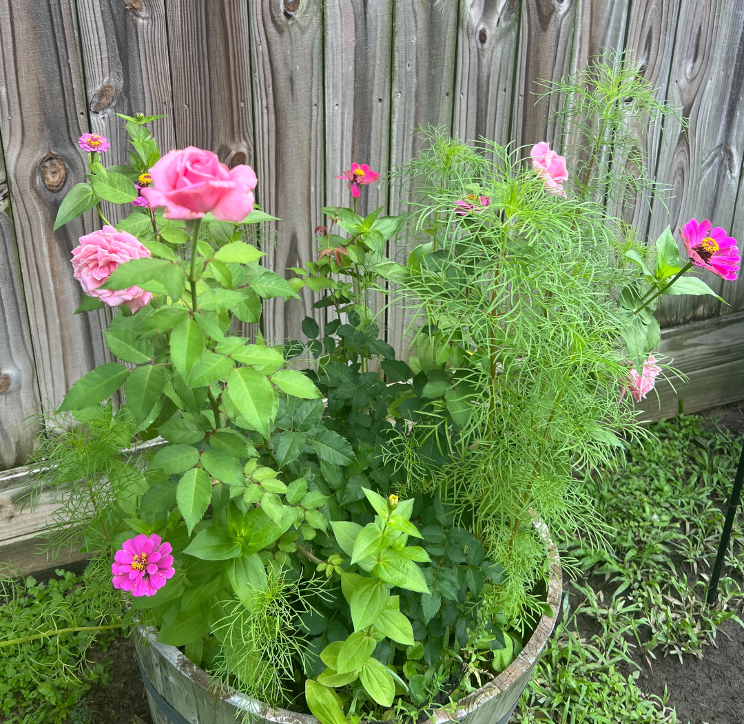 Contenedor de barril plantado con varias flores rosas.