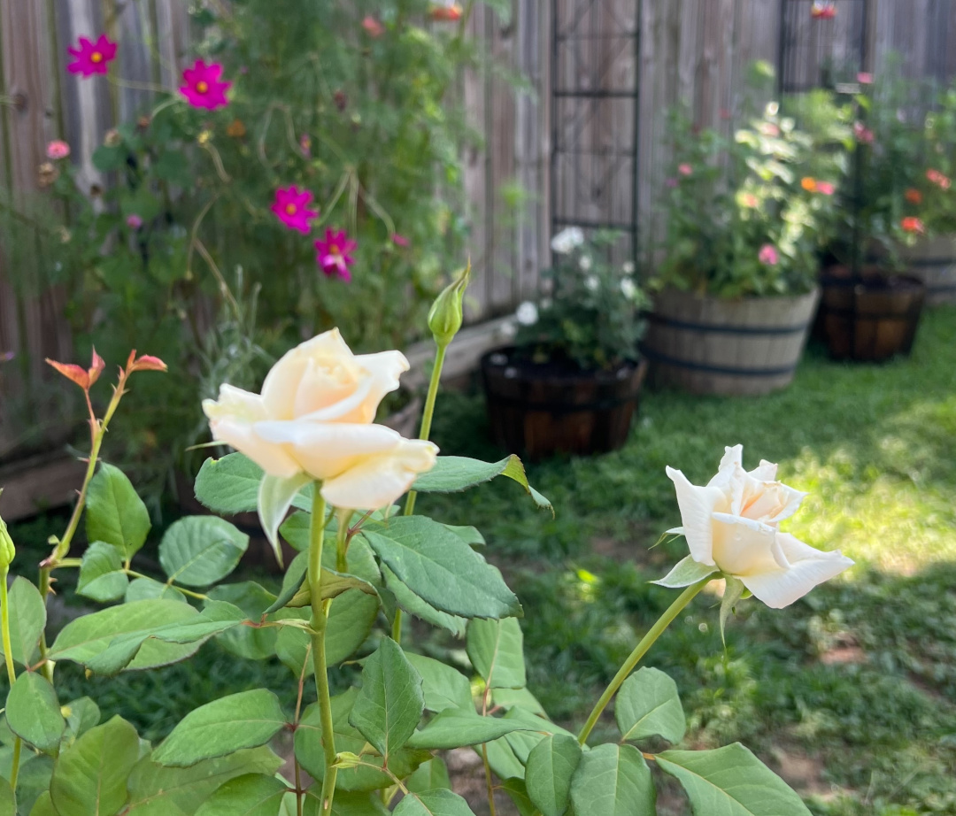 Cerca de rosas de color crema que comienzan a florecer